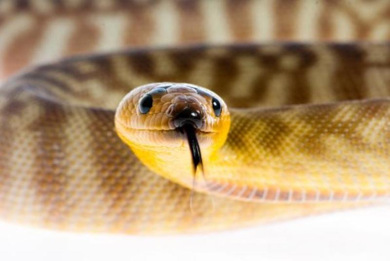Birds and Reptiles Invade Sweetwater County Library System