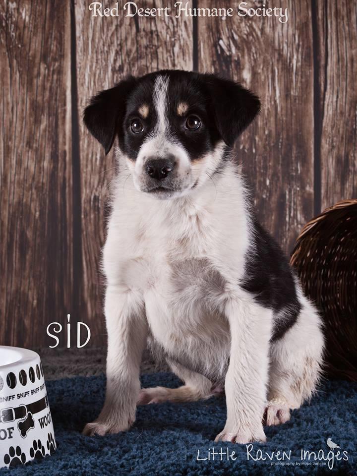 Pet adoption spotlight: Are you ready for some puppy love?