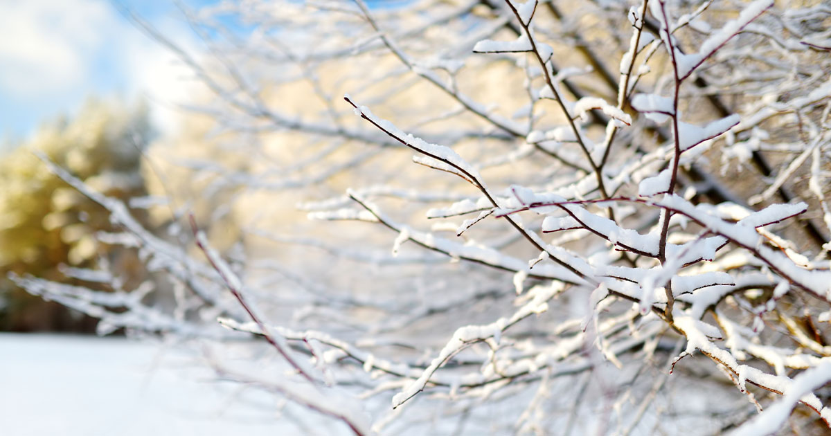 Snow Showers Anticipated to Return Wednesday