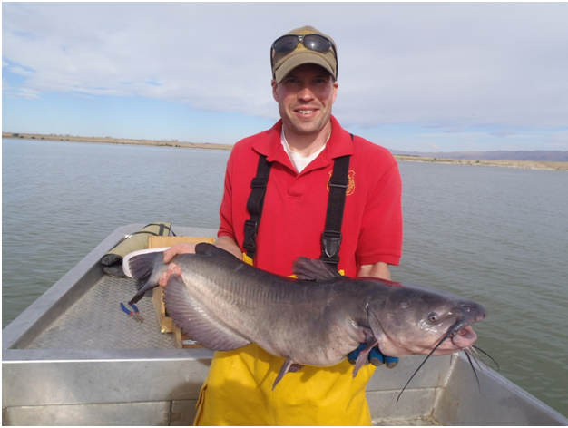 Boysen Reservoir Fishery Looking Up