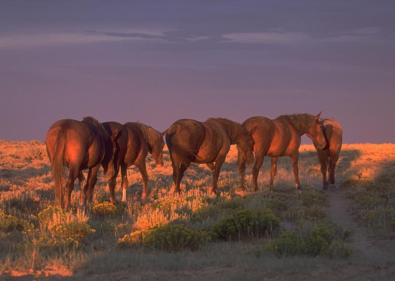 Rock Springs Wild Horse Holding Facility Reopens with Adoption Event