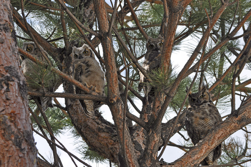 Rock Springs Fire Department gets pest control team