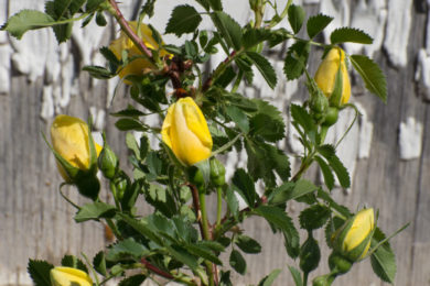 Rose buds emerge on a cool Monday morning that is forecast to see highs in the 90s
