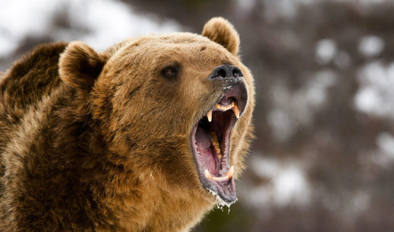 Be Bear Aware This Fall When Recreating