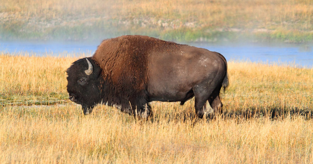 Arizona Woman Gored by Bison in Yellowstone National Park