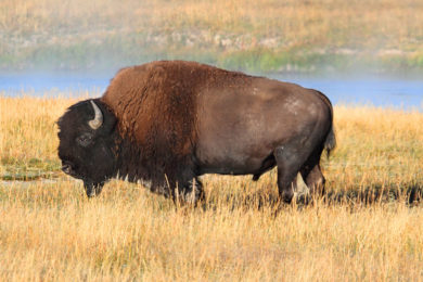 UPDATE: Condition Unknown on Woman Gored by Bison at Yellowstone National Park on Monday