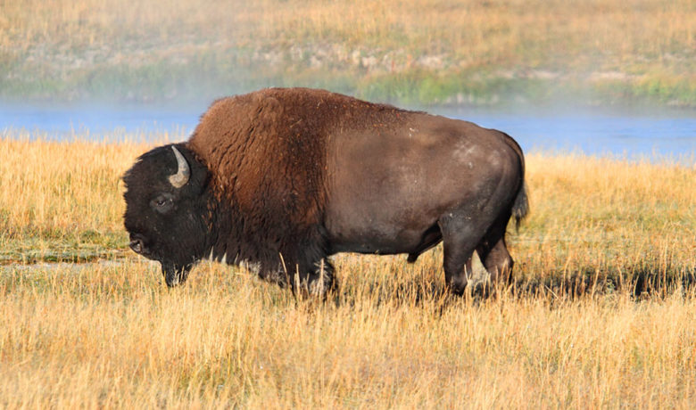 Arizona Woman Gored by Bison in Yellowstone National Park