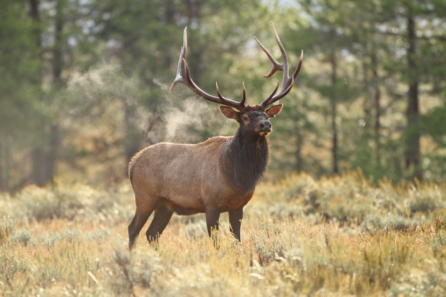 G&F testing vaccine against chronic wasting disease