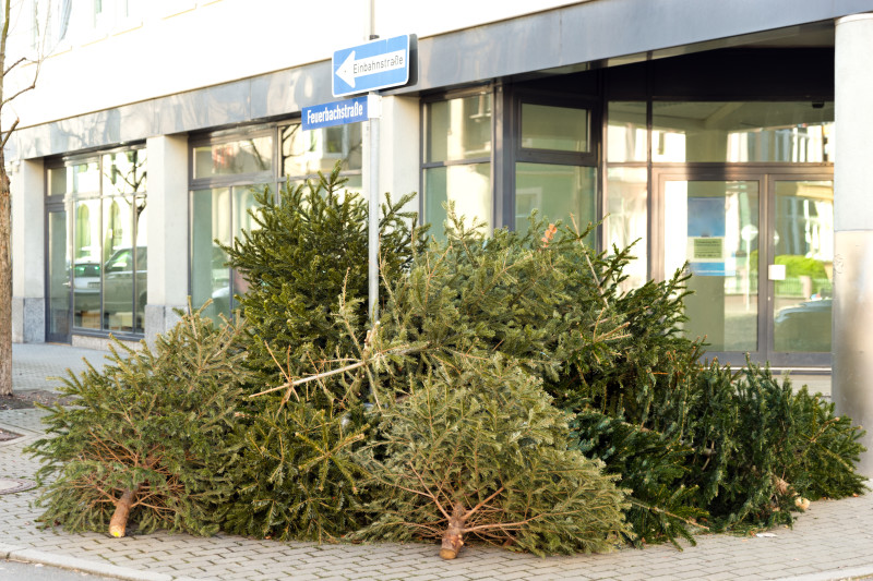 Give Christmas Trees to the RS Parks Department This Year