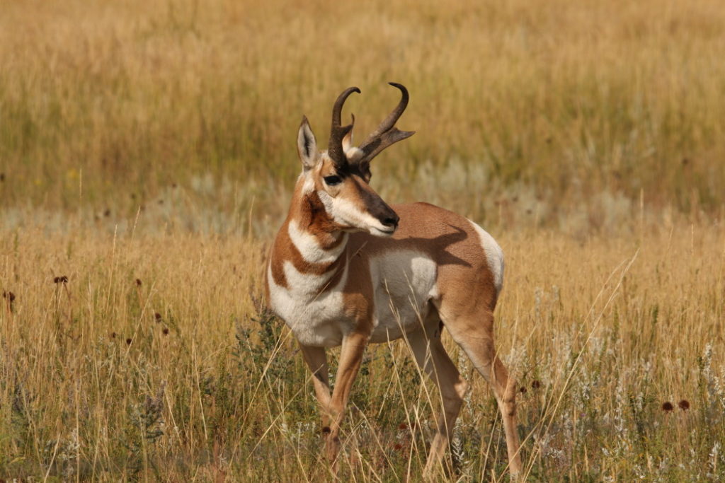 Pronghorn Antelope Hunters Needed