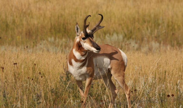 Pronghorn Antelope Hunters Needed