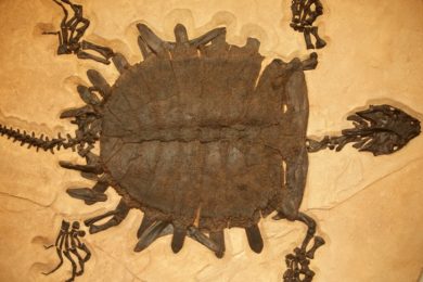 Learn About the Fossils of Southwest Wyoming in Principles of Paleontology Evening Course This Spring