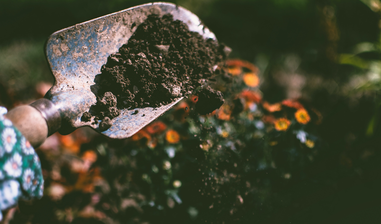 Plant a Tree During Arbor Day in Rock Springs
