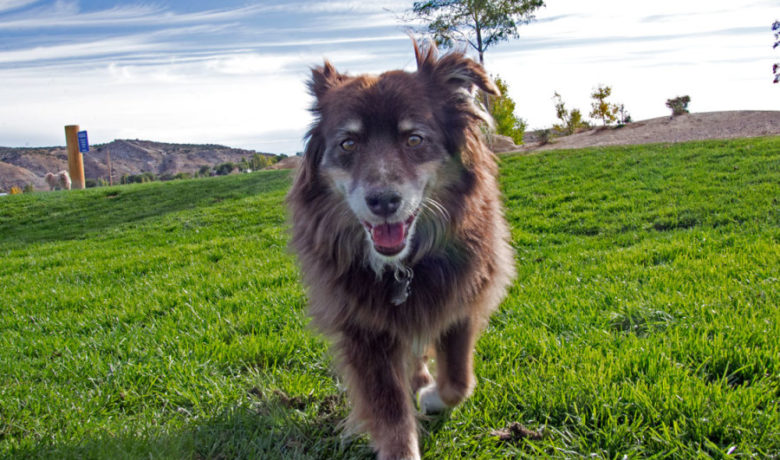 City Groups Discuss Pets at Parks Including the Possibility of a Second Dog Park in the Future
