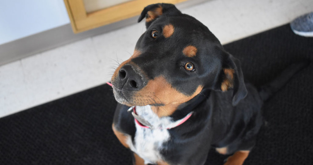 Adorable & Adoptable–Pets of the Week: Hazel, Abby, & Hot Rod