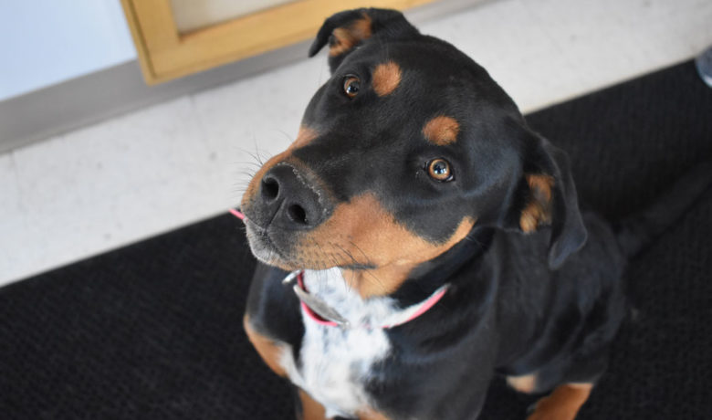 Adorable & Adoptable–Pets of the Week: Hazel, Abby, & Hot Rod