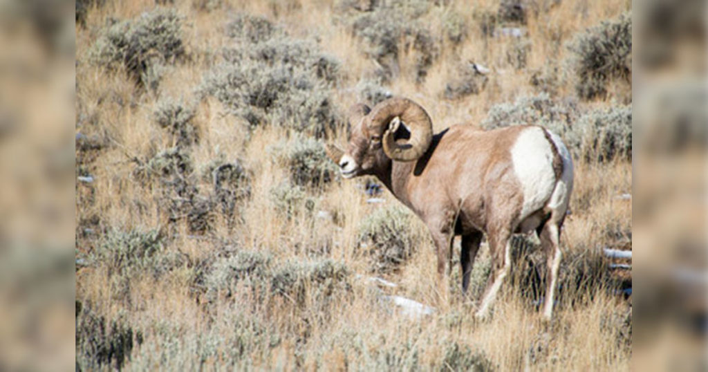 Public Comment Sought on Ferris-Seminoe Mountains Bighorn Sheep Herd