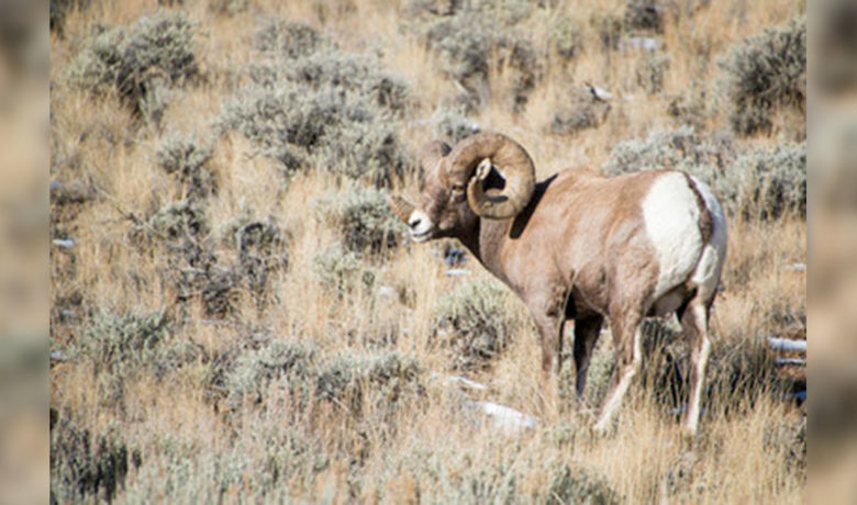 Public Comment Sought on Ferris-Seminoe Mountains Bighorn Sheep Herd