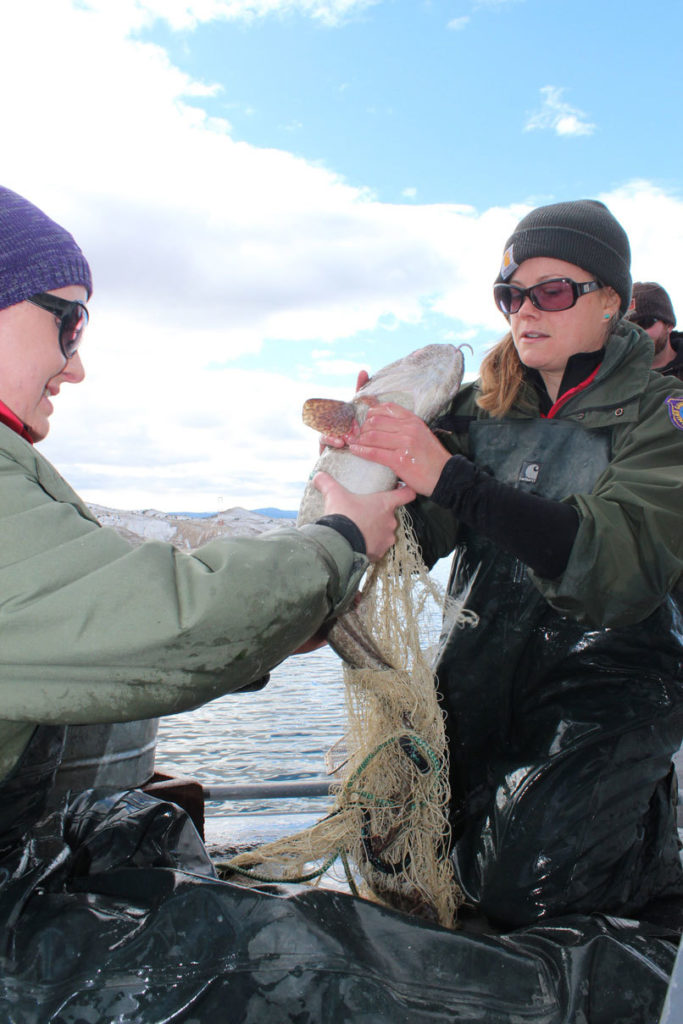 Burbot Bash Cancelled Due To Ice Conditions