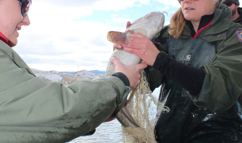 Burbot Bash Cancelled Due To Ice Conditions
