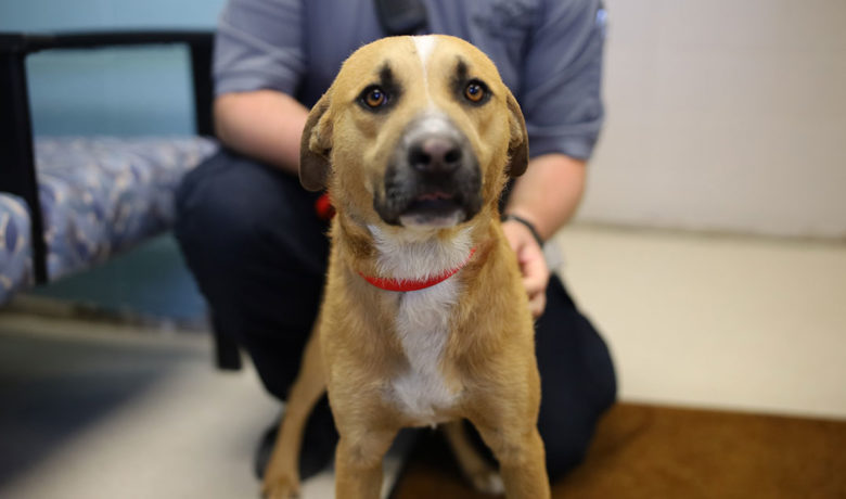 Adorable & Adoptable–Pets of the Week: Gimley, Clyde, & Gracie