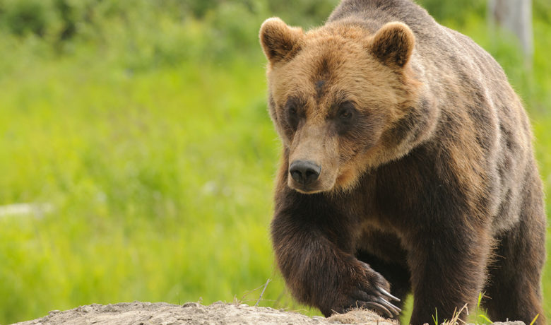 Grizzly Bear Injures Woman Hiking in Yellowstone National Park