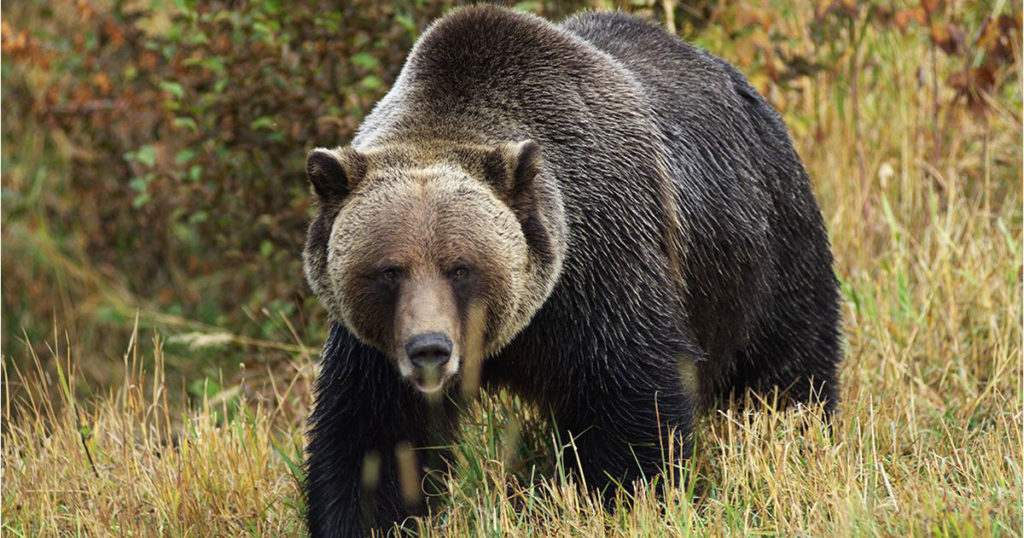 Grizzly Bear Injures Man Looking for Shed Antlers near Dubois