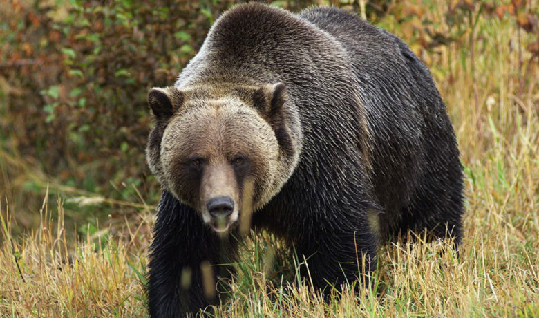Grizzly Bear Injures Man Looking for Shed Antlers near Dubois