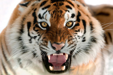 Lady Tiger Cross Country Opens With Solid Times in Soda Springs