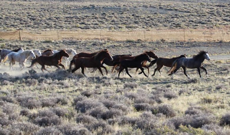 Statewide Hearing Scheduled on Helicopter/Motorized Vehicle Use in BLM Wild Horse Management