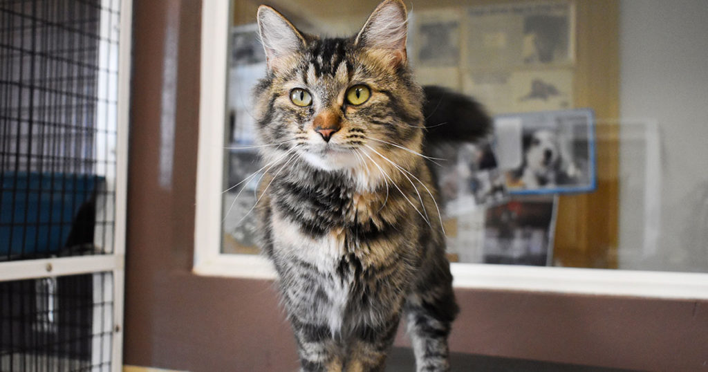 Adorable & Adoptable–Pets of the Week: Roxie, May, & Jigs