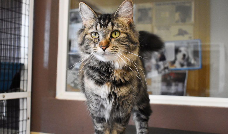 Adorable & Adoptable–Pets of the Week: Roxie, May, & Jigs