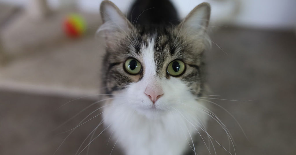 Adorable & Adoptable–Pets of the Week: Mater, Misty, & Wilbur