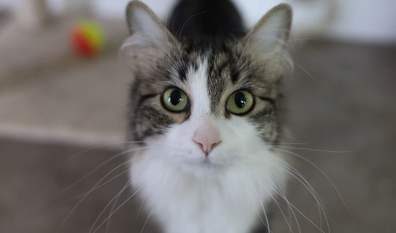 Adorable & Adoptable–Pets of the Week: Mater, Misty, & Wilbur