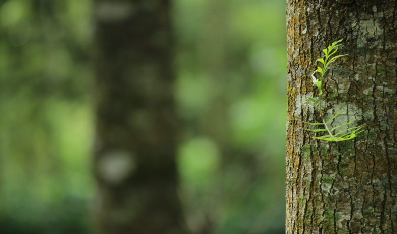 Get a Free Tree During Arbor Day