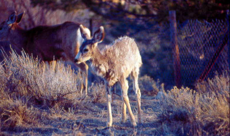 Please Don’t Feed the Deer