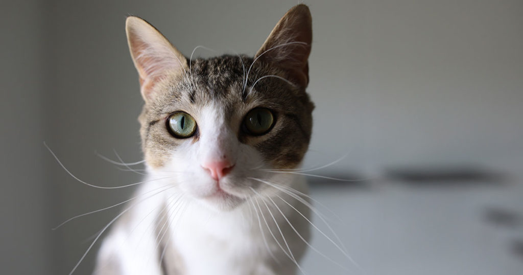 Adorable & Adoptable–Pets of the Week: Toes, Vinny, & Leah