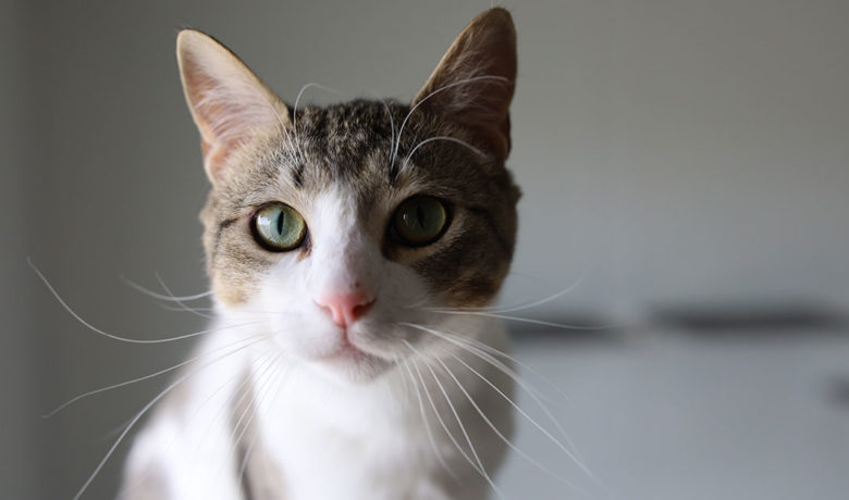 Adorable & Adoptable–Pets of the Week: Toes, Vinny, & Leah