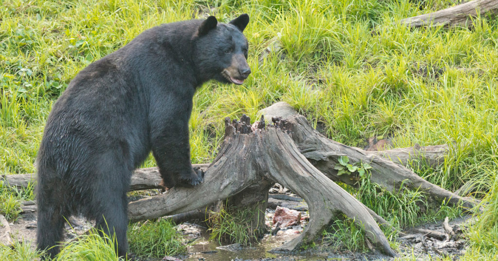 Black Bear Euthanized in Evanston After Wandering into Neighborhoods