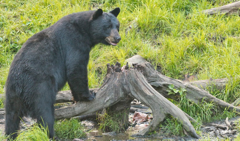 Black Bear Euthanized in Evanston After Wandering into Neighborhoods