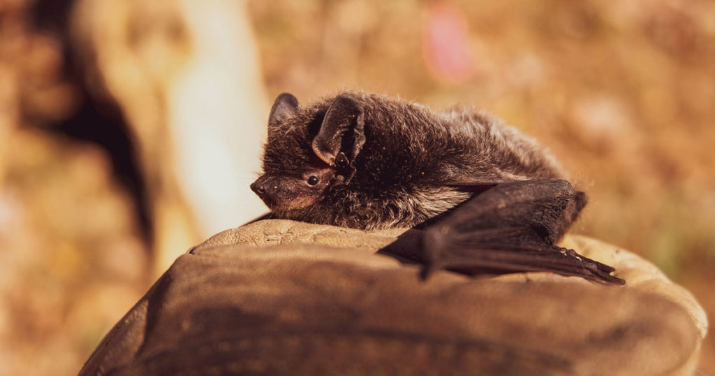 2 More Bats Test Positive for Rabies in Rock Springs