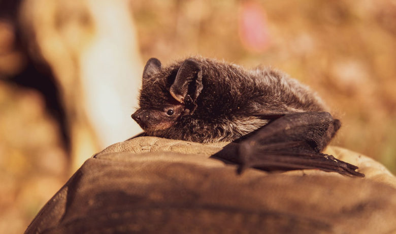 Suspicious Bat Found in Rock Springs Tests Positive for Rabies