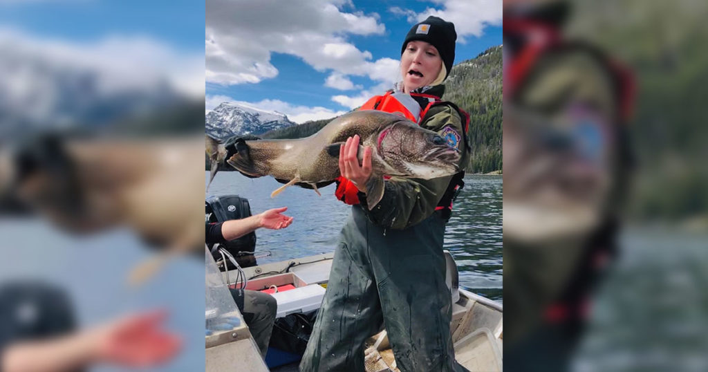 Big Fish Netted During Fish Sampling in Pinedale Area Lakes