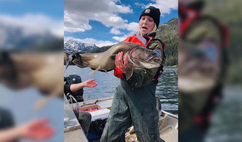 Big Fish Netted During Fish Sampling in Pinedale Area Lakes