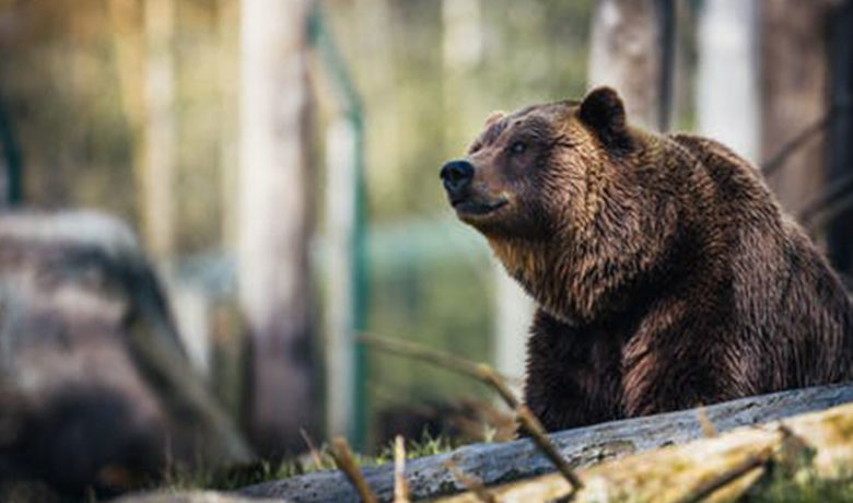 Biologists to Start Grizzly Bear Captures in Yellowstone National Park