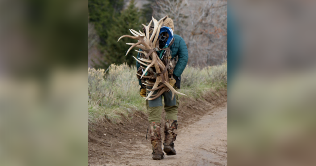 Several Antler Poachers Sentenced