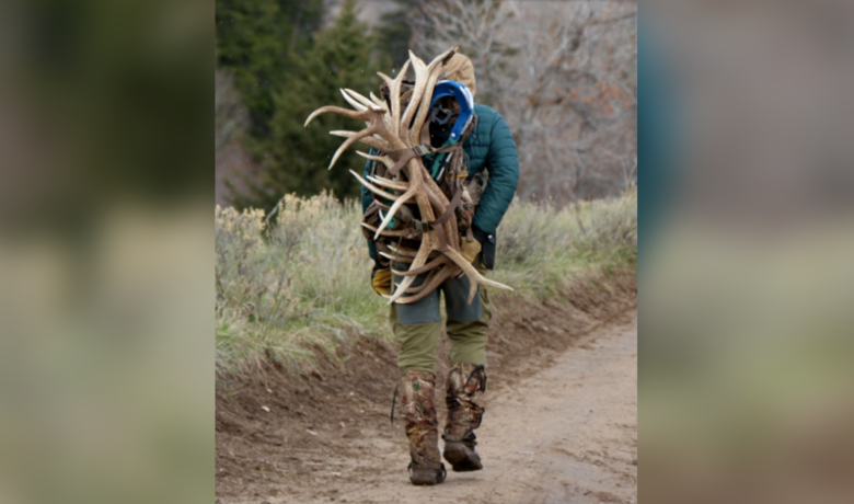 Several Antler Poachers Sentenced