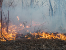 Fire Restrictions Not Needed for Now