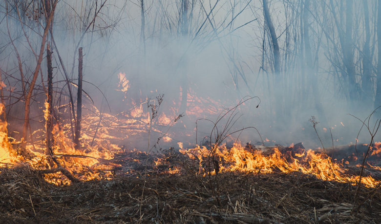 Wyoming State Forestry Division Prepares for Wildfire Season Without Annual Briefing