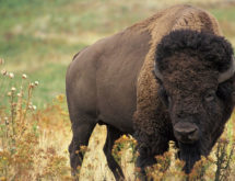Yellowstone Tourist Injured by Bison